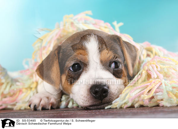 D�nisch Schwedischer Farmhund Welpe / Dansk Svensk Gaardshund Puppy / SS-53485