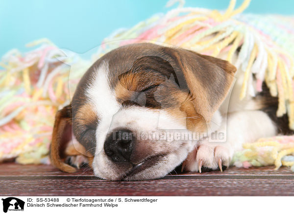 Dnisch Schwedischer Farmhund Welpe / Dansk Svensk Gaardshund Puppy / SS-53488
