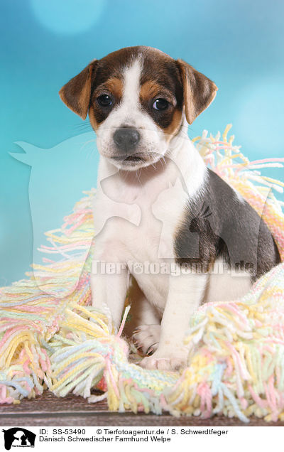 D�nisch Schwedischer Farmhund Welpe / Dansk Svensk Gaardshund Puppy / SS-53490