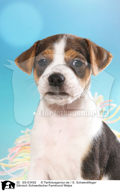 Dnisch Schwedischer Farmhund Welpe / Dansk Svensk Gaardshund Puppy / SS-53492
