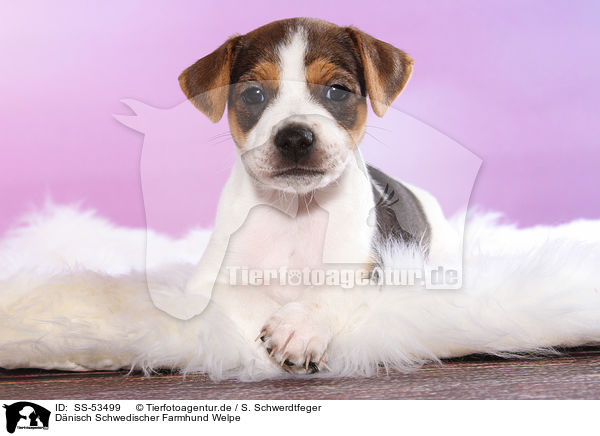 Dnisch Schwedischer Farmhund Welpe / Dansk Svensk Gaardshund Puppy / SS-53499