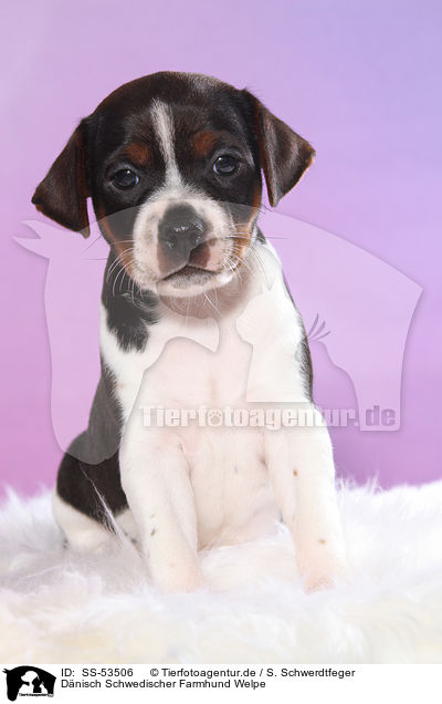 Dnisch Schwedischer Farmhund Welpe / Dansk Svensk Gaardshund Puppy / SS-53506