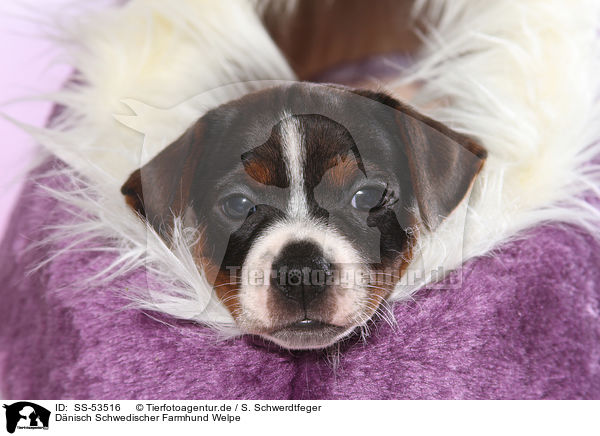 Dnisch Schwedischer Farmhund Welpe / Dansk Svensk Gaardshund Puppy / SS-53516