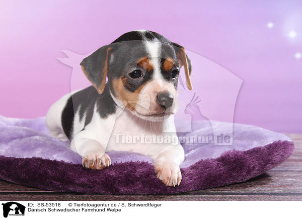 D�nisch Schwedischer Farmhund Welpe / Dansk Svensk Gaardshund Puppy / SS-53518