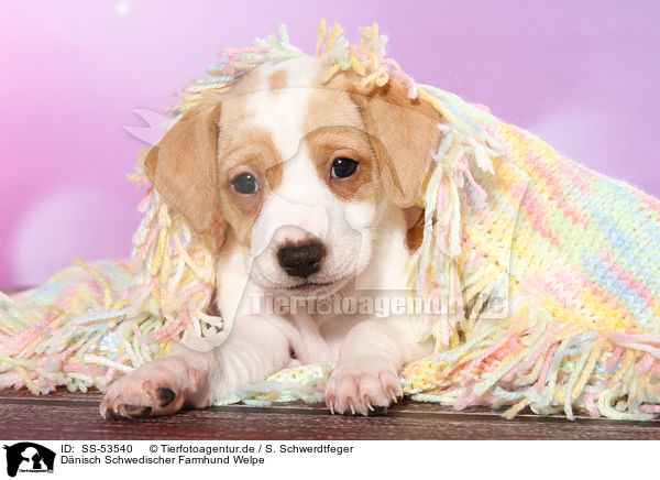 Dnisch Schwedischer Farmhund Welpe / Dansk Svensk Gaardshund Puppy / SS-53540