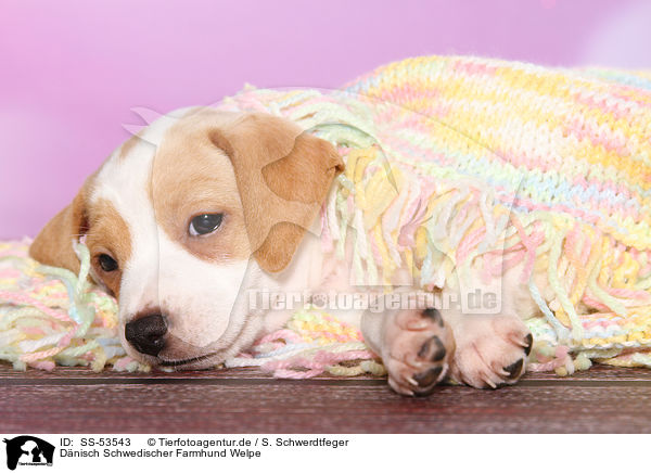 Dnisch Schwedischer Farmhund Welpe / Dansk Svensk Gaardshund Puppy / SS-53543