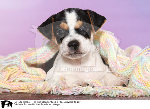 D�nisch Schwedischer Farmhund Welpe / Dansk Svensk Gaardshund Puppy / SS-53553