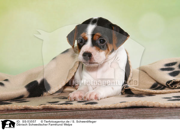 D�nisch Schwedischer Farmhund Welpe / Dansk Svensk Gaardshund Puppy / SS-53557