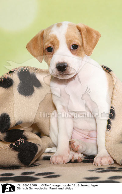 Dnisch Schwedischer Farmhund Welpe / Dansk Svensk Gaardshund Puppy / SS-53566