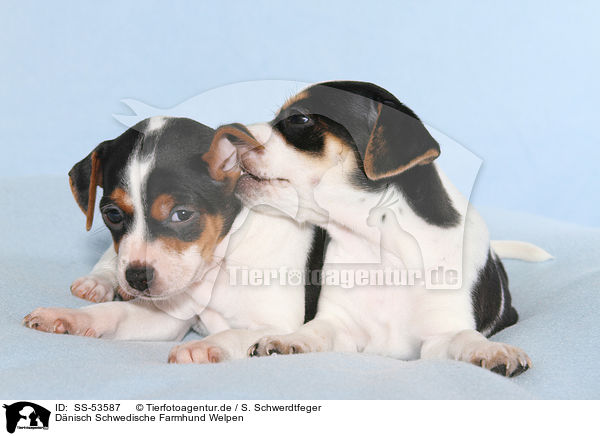Dnisch Schwedische Farmhund Welpen / SS-53587