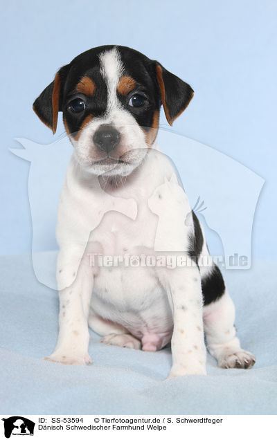 D�nisch Schwedischer Farmhund Welpe / Dansk Svensk Gaardshund Puppy / SS-53594