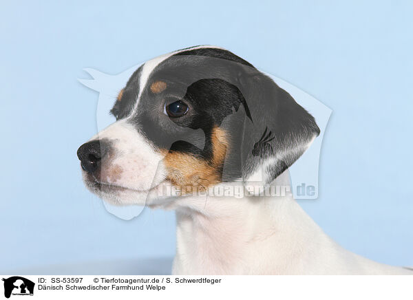 Dnisch Schwedischer Farmhund Welpe / Dansk Svensk Gaardshund Puppy / SS-53597