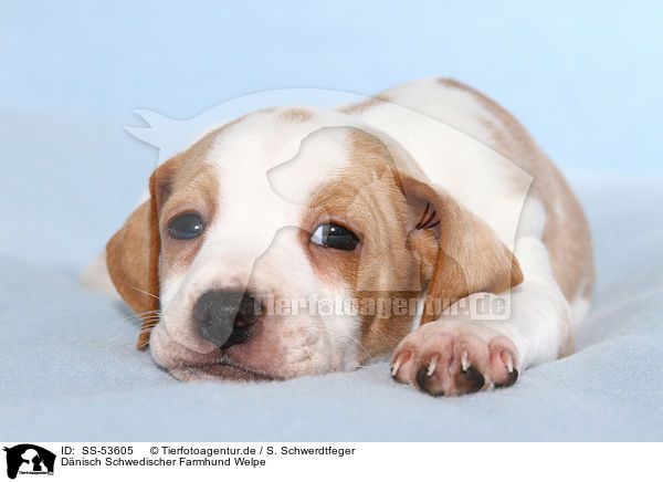Dnisch Schwedischer Farmhund Welpe / Dansk Svensk Gaardshund Puppy / SS-53605