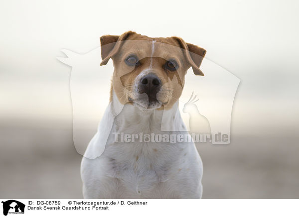 Dansk Svensk Gaardshund Portrait / DG-08759