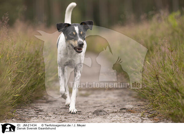 Dansk Svensk Gaardshund / Dansk Svensk Gaardshund / JM-21434