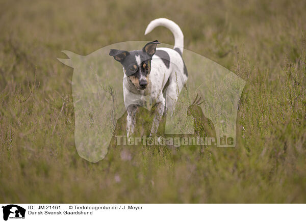 Dansk Svensk Gaardshund / Dansk Svensk Gaardshund / JM-21461
