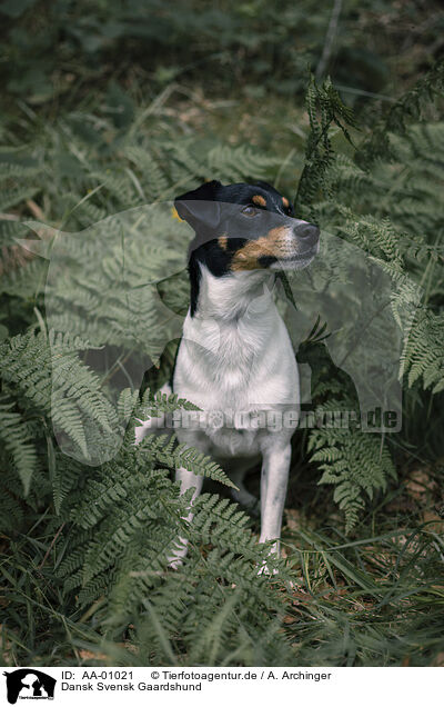 Dansk Svensk Gaardshund / Dansk Svensk Gaardshund / AA-01021