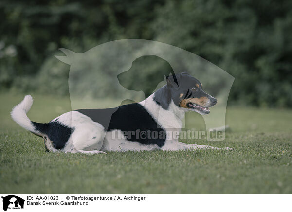 Dansk Svensk Gaardshund / Dansk Svensk Gaardshund / AA-01023