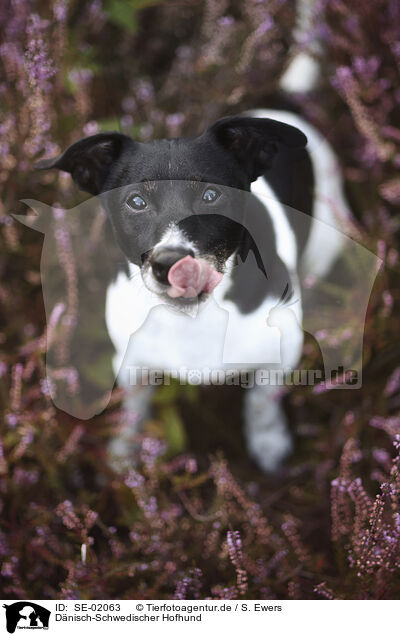 D�nisch-Schwedischer Hofhund / Dansk Svensk Gardhund / SE-02063