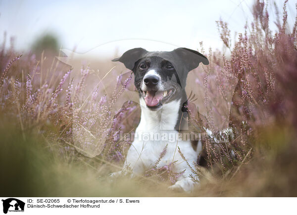 D�nisch-Schwedischer Hofhund / Dansk Svensk Gardhund / SE-02065