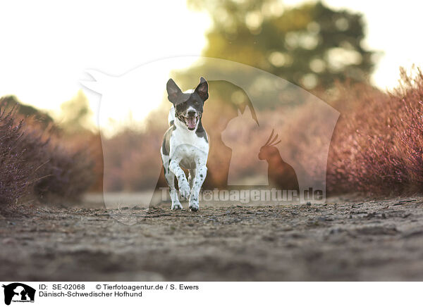 D�nisch-Schwedischer Hofhund / Dansk Svensk Gardhund / SE-02068