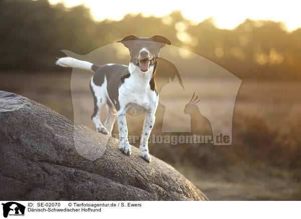 D�nisch-Schwedischer Hofhund / Dansk Svensk Gardhund / SE-02070