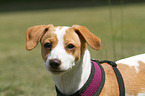 Dnisch Schwedischer Farmhund Welpe Portrait