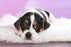 Dnisch Schwedischer Farmhund Welpe