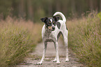 Dansk Svensk Gaardshund