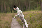 Dansk Svensk Gaardshund
