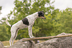Dansk Svensk Gaardshund