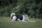 Dansk Svensk Gaardshund