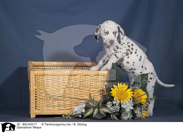 Dalmatiner Welpe / Dalmatian Puppy / BD-00017