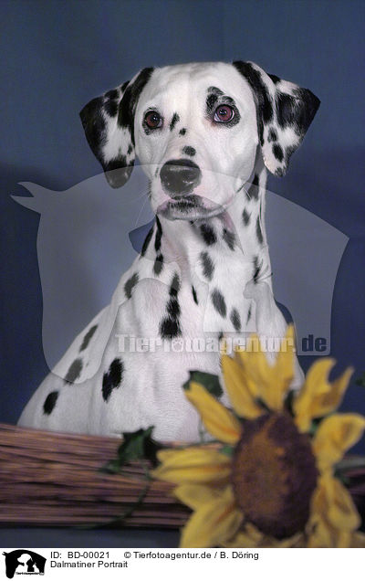 Dalmatiner Portrait / Dalmatian / BD-00021