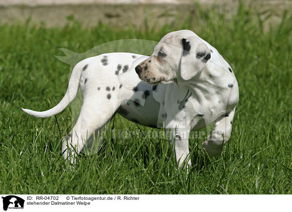 stehender Dalmatiner Welpe / standing dalmatian puppy / RR-04702