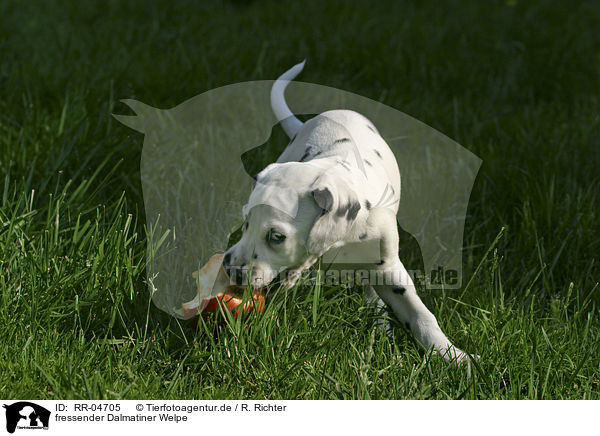 fressender Dalmatiner Welpe / eating dalmatian puppy / RR-04705