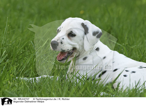 liegender Dalmatiner Welpe / lying dalmatian puppy / RR-04707