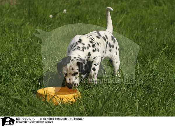 tinkender Dalmatiner Welpe / drinking dalmatian puppy / RR-04710
