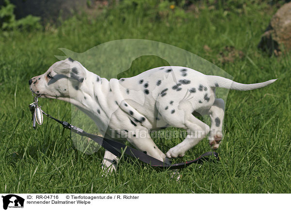 rennender Dalmatiner Welpe / running dalmatian puppy / RR-04716