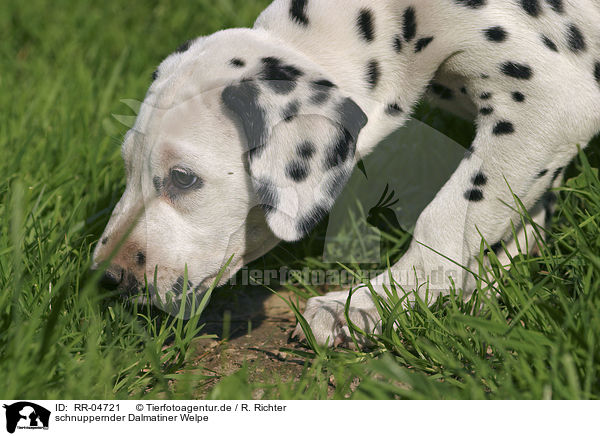 schnuppernder Dalmatiner Welpe / snuffling dalamtian puppy / RR-04721