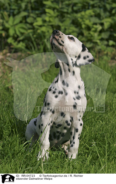 sitzender Dalmatiner Welpe / sitting dalmatian puppy / RR-04723