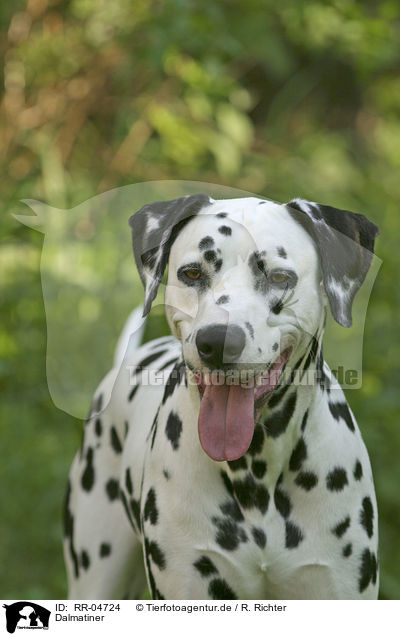 Dalmatiner / Dalmatian Portrait / RR-04724