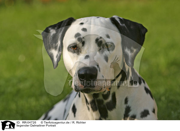 liegender Dalmatiner Portrait / lying dalmatian portrait / RR-04726