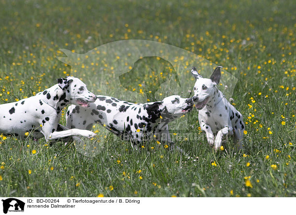 rennende Dalmatiner / running dalmatian / BD-00264