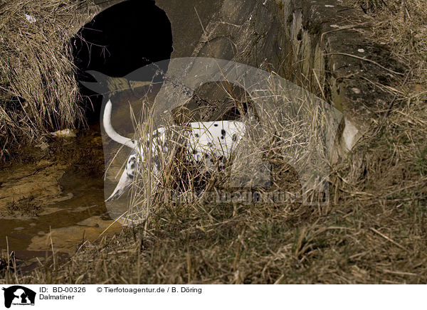 Dalmatiner / dalmatian / BD-00326