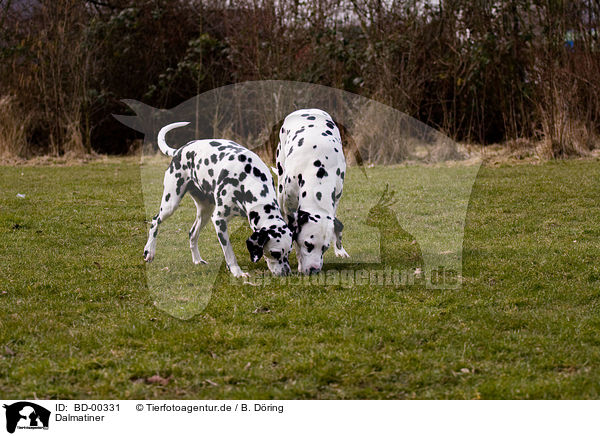 Dalmatiner / dalmatians / BD-00331