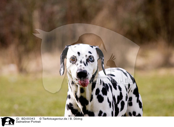 Dalmatiner Portrait / BD-00343