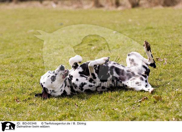 Dalmatiner beim wlzen / wallowing Dalmatian / BD-00346