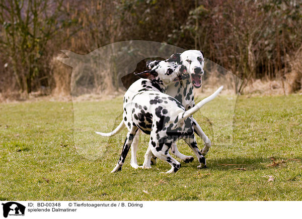 spielende Dalmatiner / playing dalmatians / BD-00348