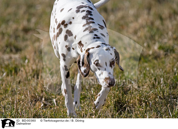 Dalmatiner / dalmatian / BD-00360